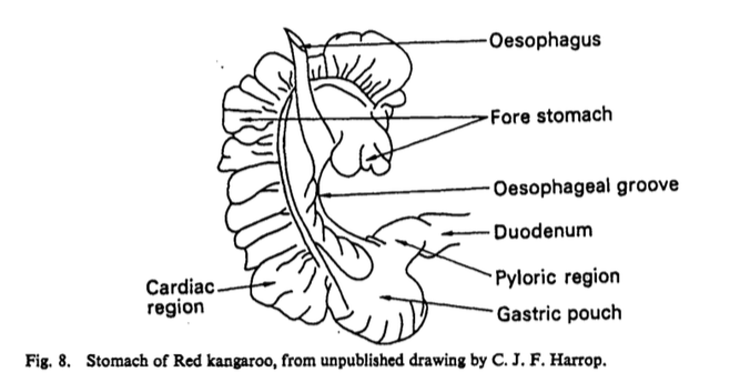 kangaroo nervous system